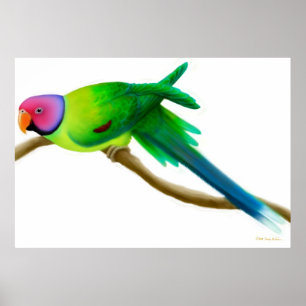 Plum Headed Parakeet Parrot Print
