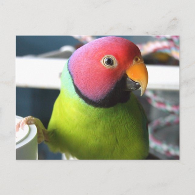 Plum Headed Parakeet Postcard (Front)