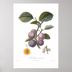 Plum,Perdrigon normand Poster