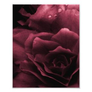 Plum Red Close Up of a Double Begonia Photo Print