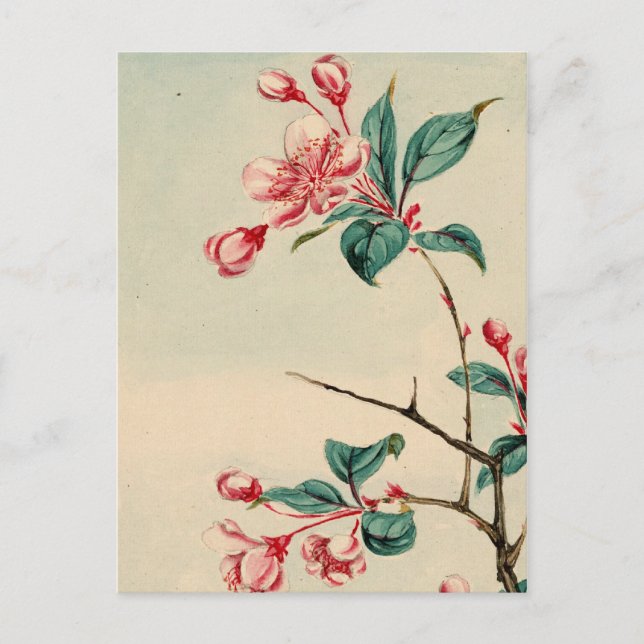 Plum tree blossoms Postcard (Front)