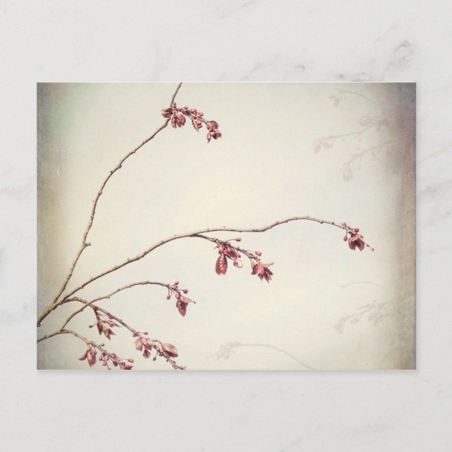 Plum Tree Branch with Spring Buds | Seabeck, WA Postcard (Front)