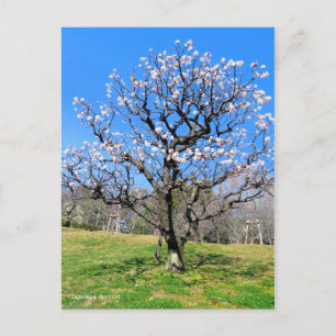 Plum Tree [Postcard] Postcard