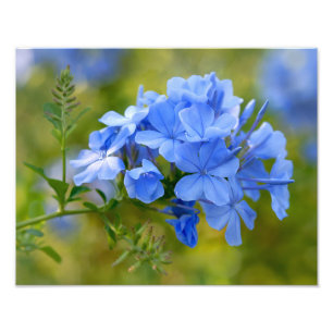 Plumbago - Blue Summer Flowers Floral Photography Photo Print