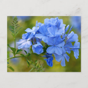 Plumbago - Blue Summer Flowers Picture Postcard