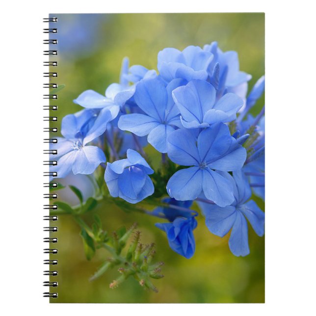 Plumbago - Blue Summer Flowers Picture Spiral Notebook (Front)