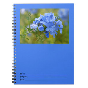 Plumbago - Blue Summer Flowers Picture Spiral Notebook