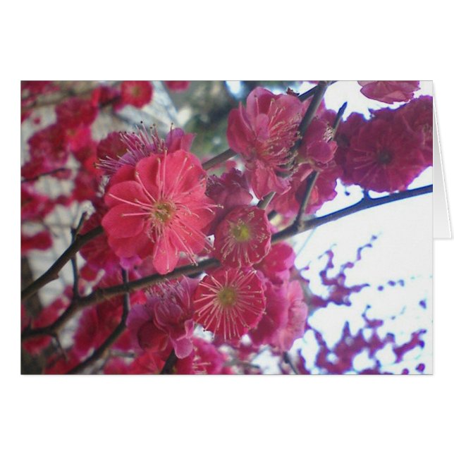 plumblossom (Front Horizontal)