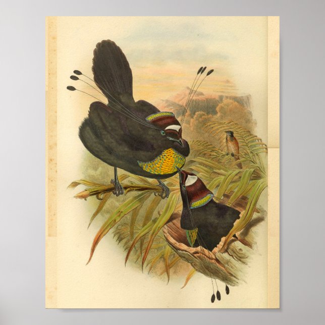 Plumed Birds of Paradise Vintage Print (Front)