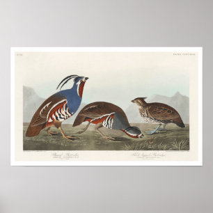 Plumed Partridge and Thick-legged Partridge Poster