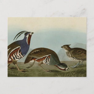 Plumed & Thick-legged Partridge Postcard