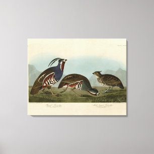 Plumed & Thick-legged Partridges - Audubon's Birds Canvas Print