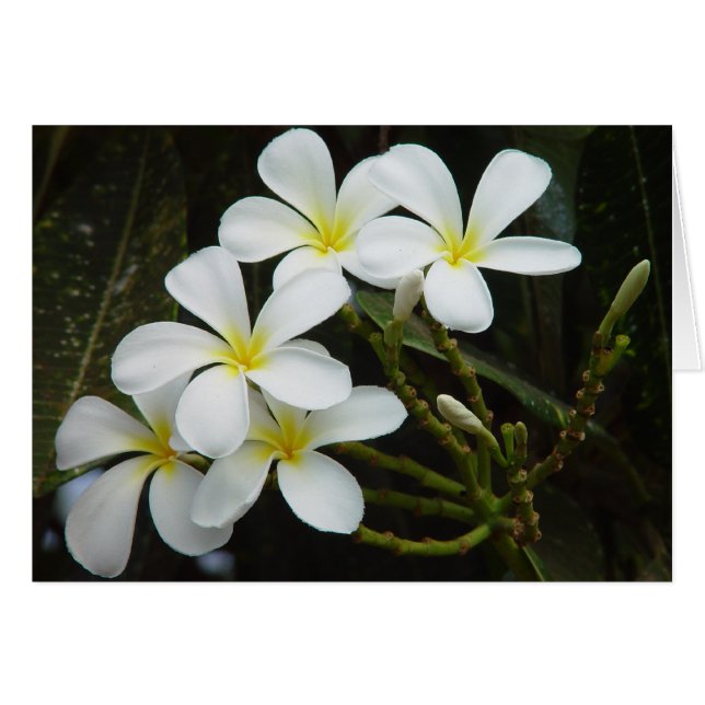 Plumeria (Front Horizontal)