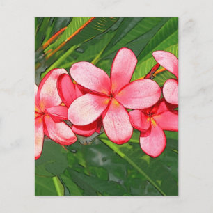 Plumeria