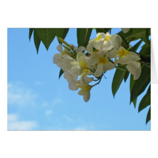 Plumeria