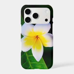 plumeria