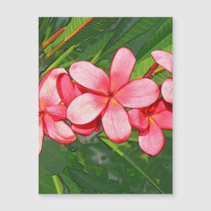 Plumeria