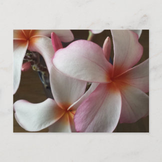 Plumeria 3 - educatedbrainfart postcard