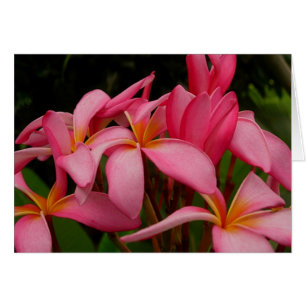 Plumeria - Ace's Wild Pink