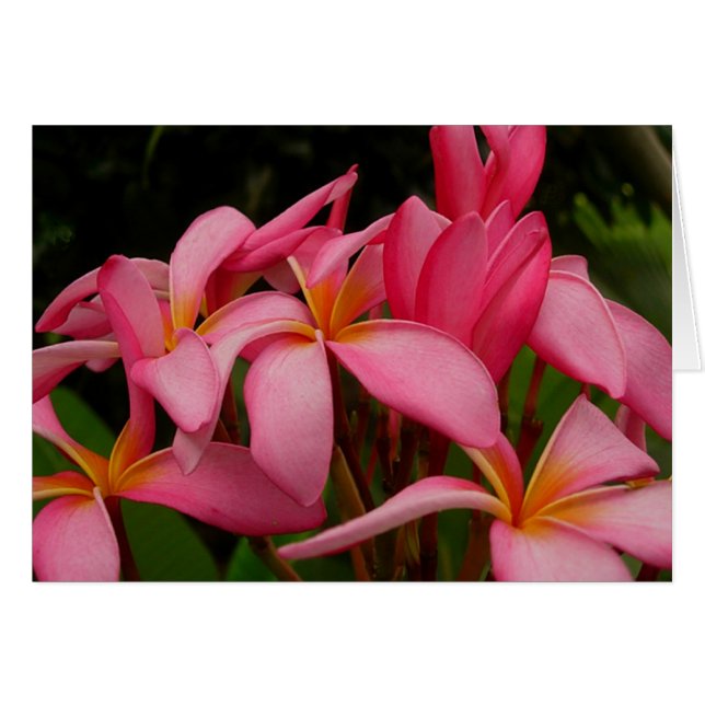 Plumeria - Ace's Wild Pink (Front Horizontal)