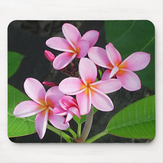 Plumeria at Virgin Gorda Bitter End Yacht Club Mouse Pad (Front)