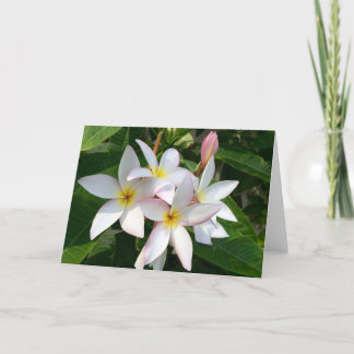 Plumeria Blooms Blank Card
