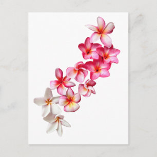 Plumeria Blooms Collage  Postcard