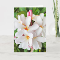 Plumeria Blossoms