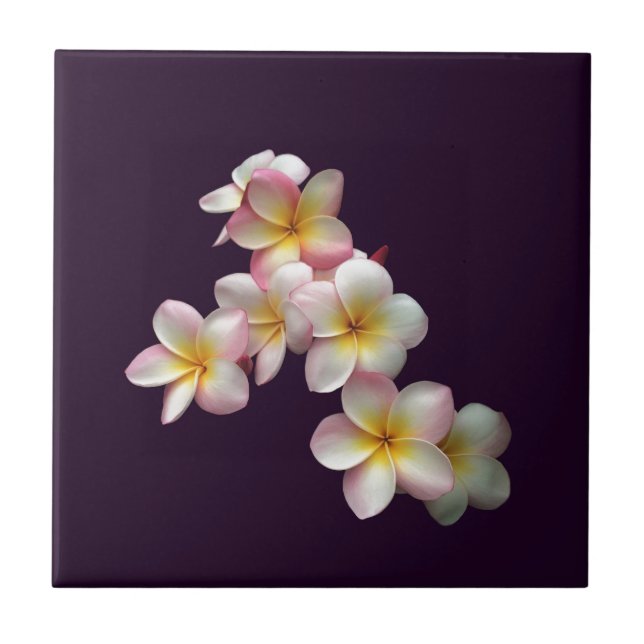 Plumeria blossoms on dark purple tile (Front)