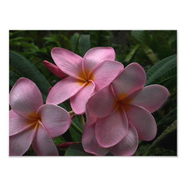Plumeria blossoms photo print (Front)