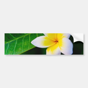 plumeria bumper sticker