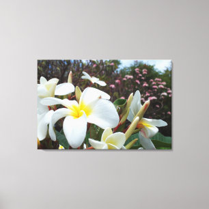 Plumeria Canvas Print 1