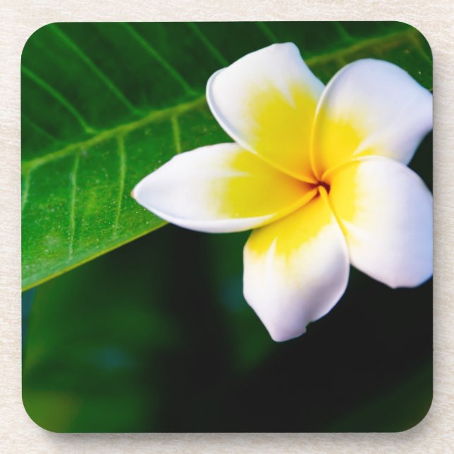 Plumeria Coaster (Front)
