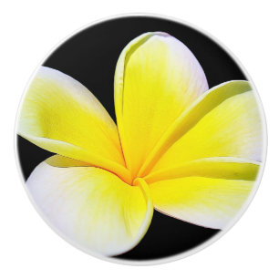 Plumeria Drawer Knob