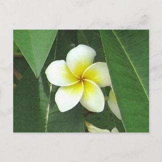 Plumeria Extreme Postcard