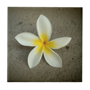 Plumeria flower hawaiian decorative tile
