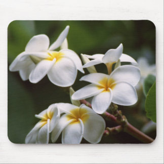 Plumeria Flower Mouse Pad