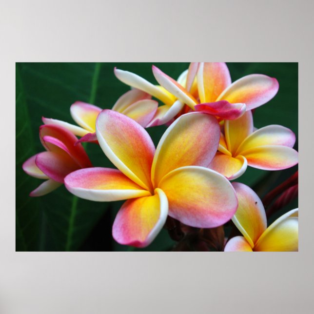 Plumeria Flower on Canvas! Poster (Front)