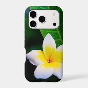 Plumeria Flower Photography
