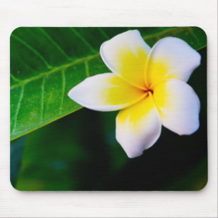 Plumeria Flower Photography Mouse Pad