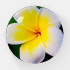 Plumeria Flower Photography
