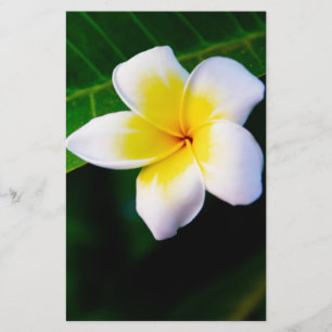 Plumeria Flower Photography Stationery