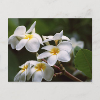 Plumeria Flower Postcard