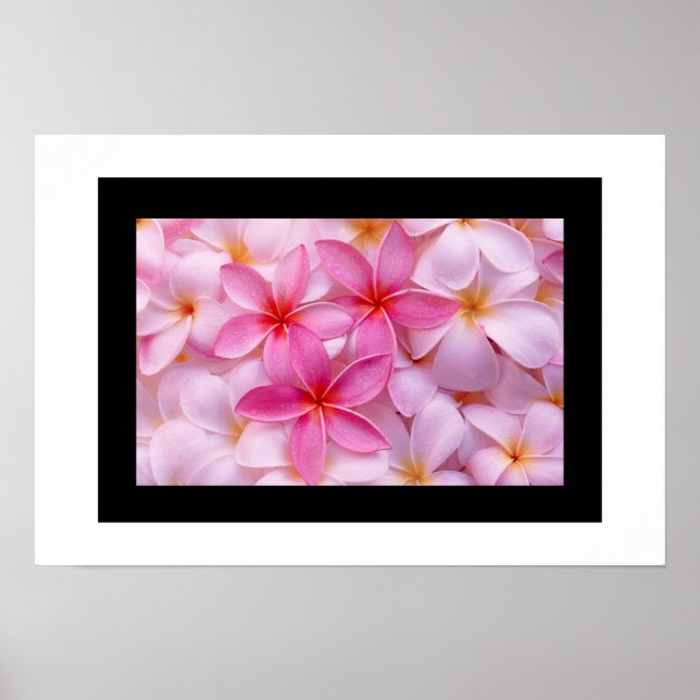 Plumeria Flower Poster (Front)