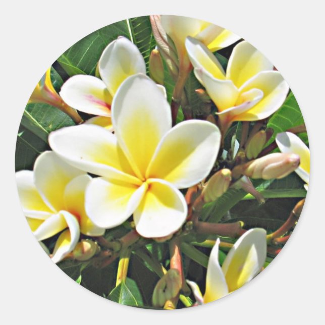 Plumeria Flower Sticker (Front)