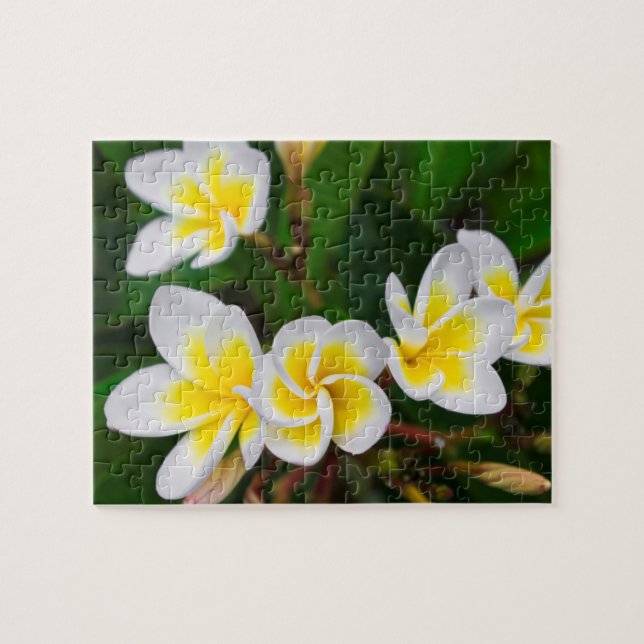 Plumeria flowers close-up, Hawaii Jigsaw Puzzle (Horizontal)