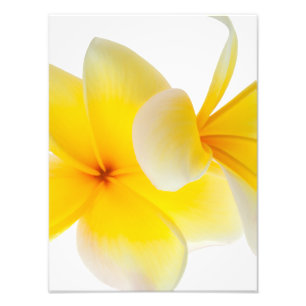 Plumeria Flowers Hawaiian White Yellow Frangipani Photo Print