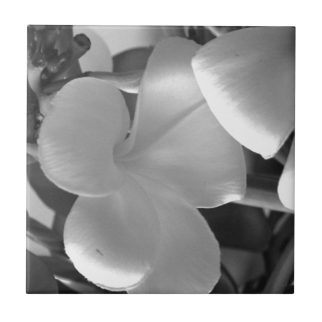Plumeria Flowers in Black and White Tile (Front)