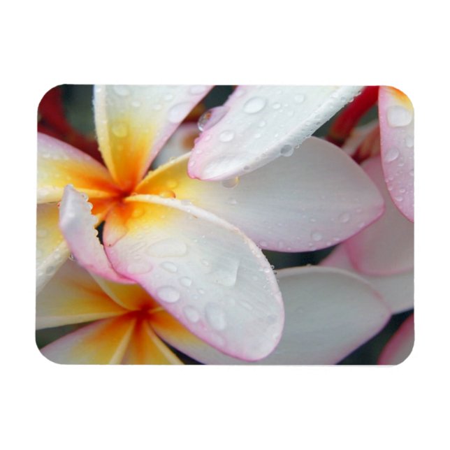 Plumeria Flowers Magnet (Horizontal)