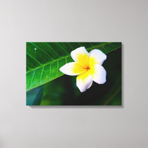 Plumeria (Frangipani) floral canvas print